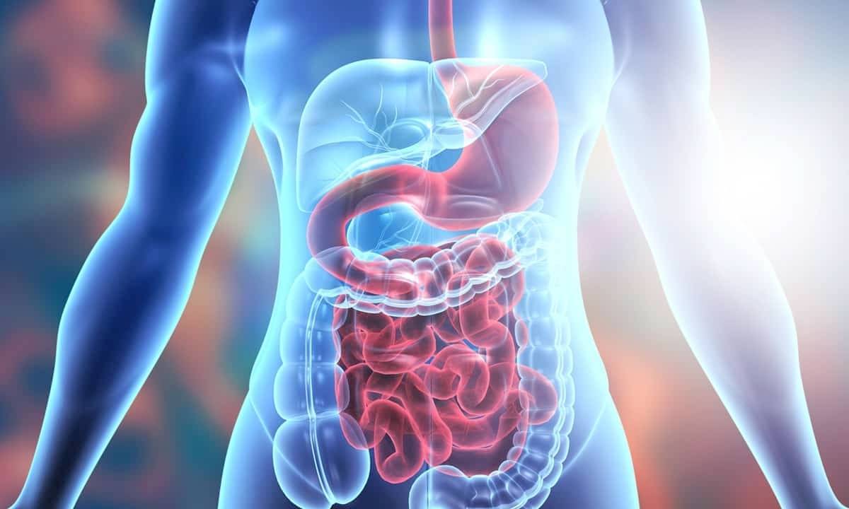 digestive