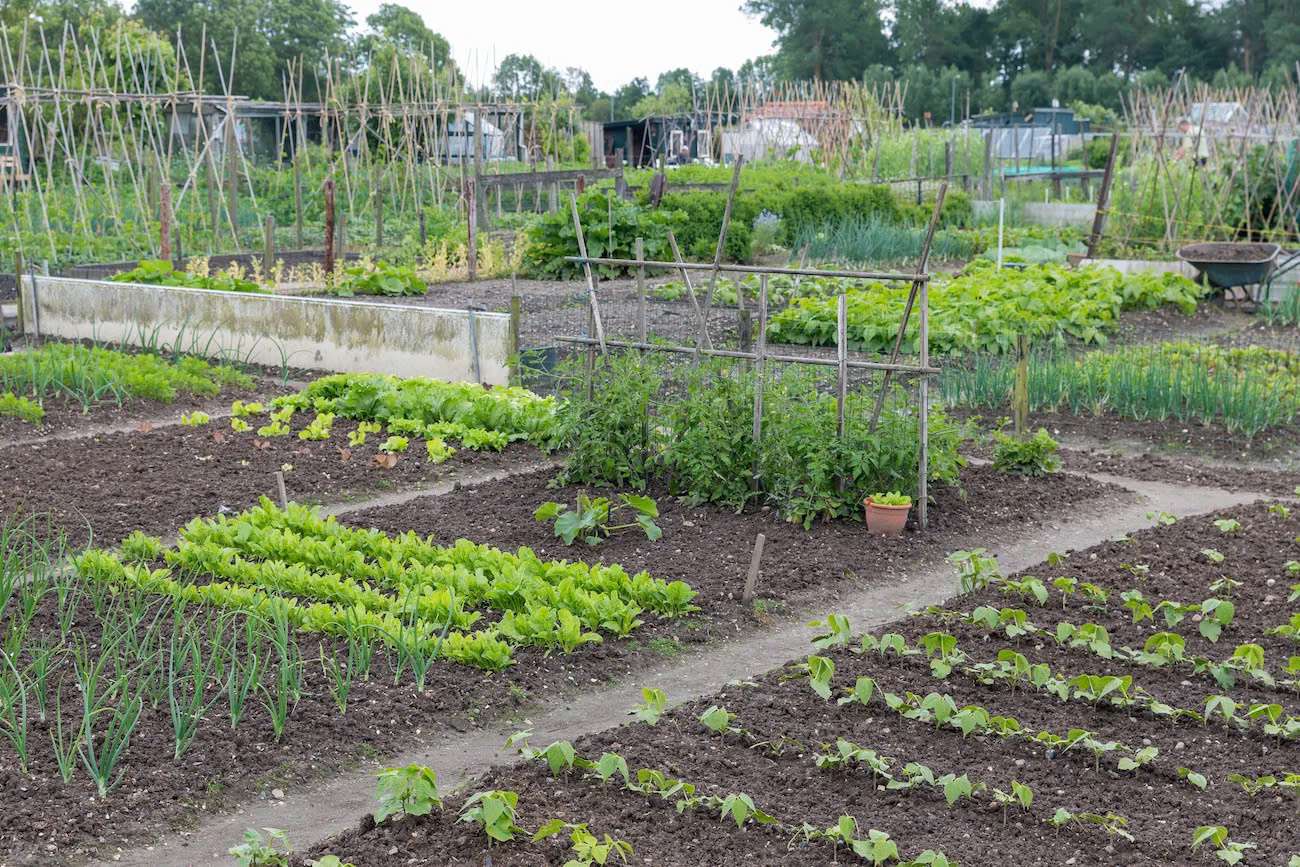 allotment