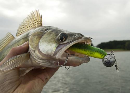 lure