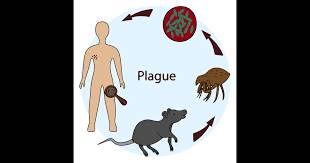 plague