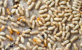 termite