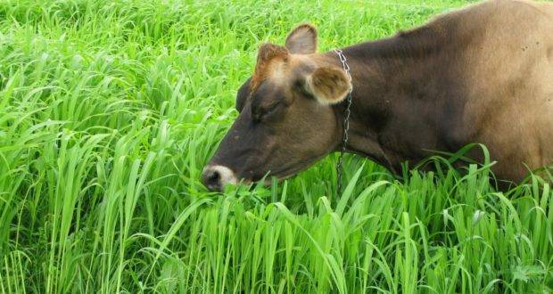 forage