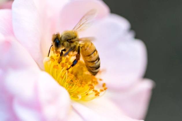 nectar