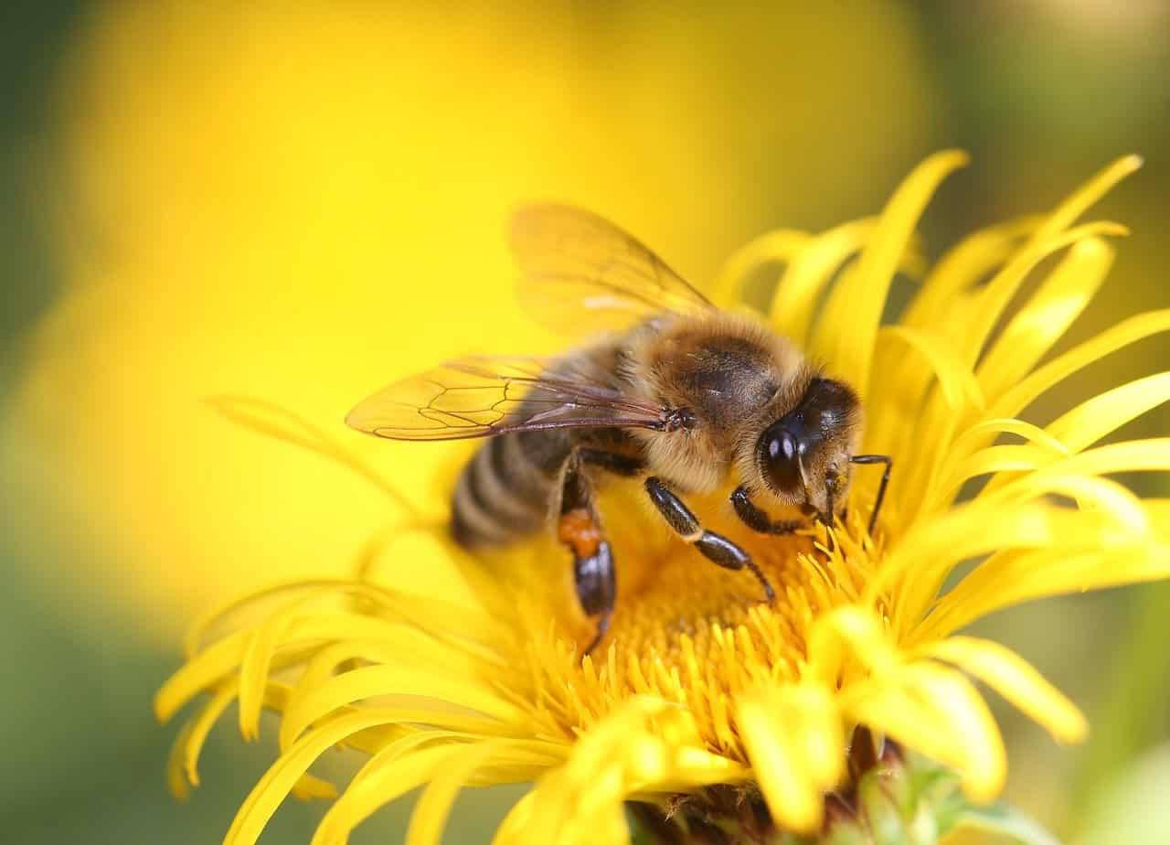 pollination