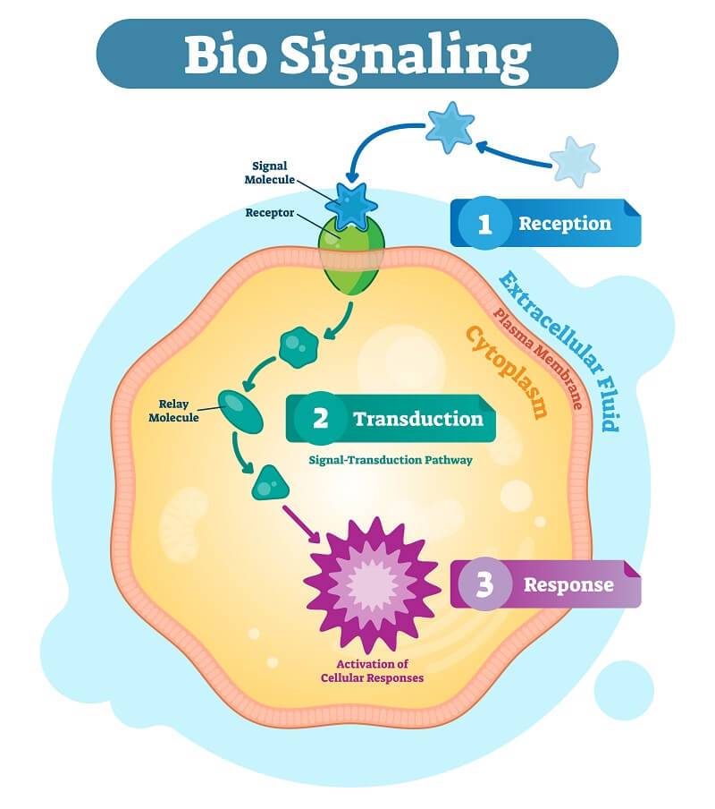 signaling