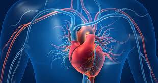 cardiovascular