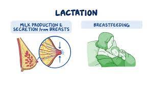 lactation
