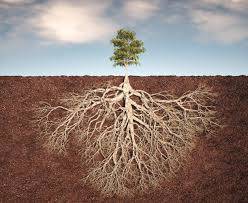 deep-rooted