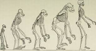 Anthropological