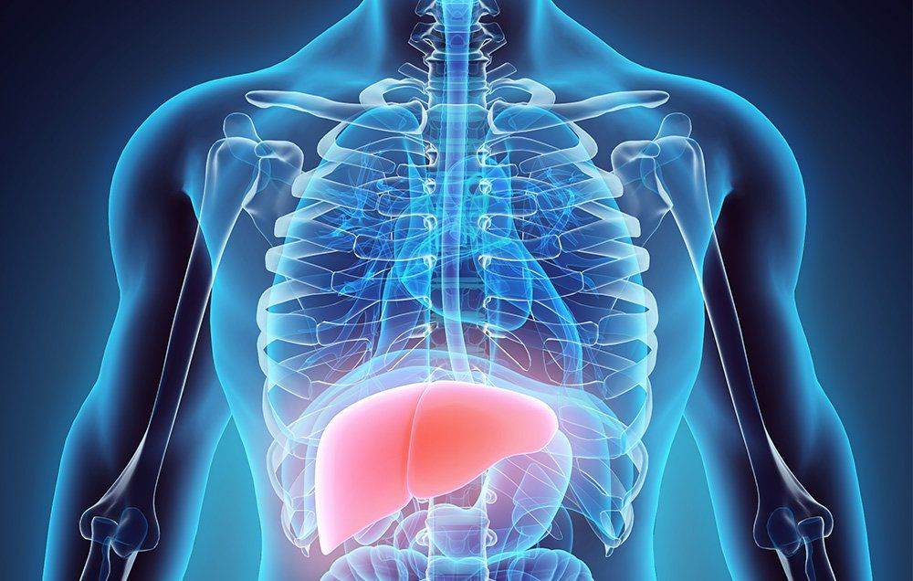 Liver