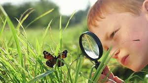 observe