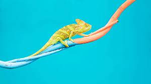 adaptability