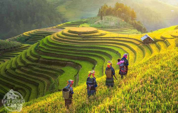 rice paddy