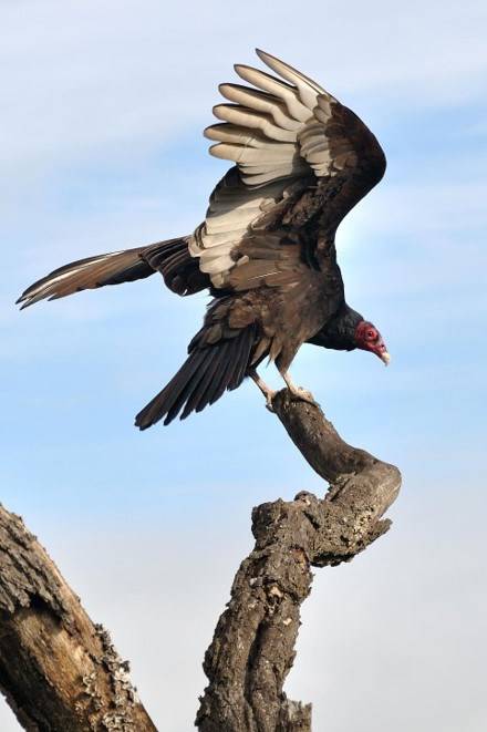 scavenger
