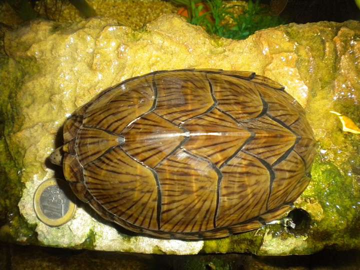 carapace