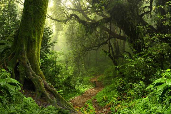 greenery
