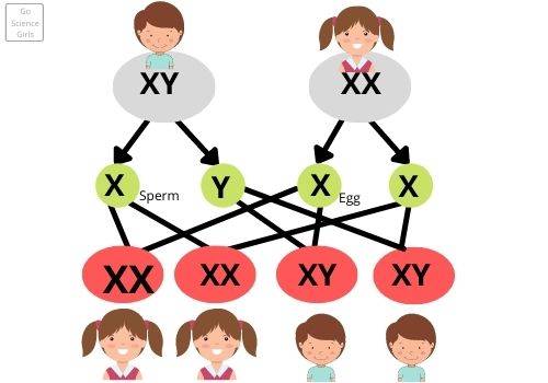 genetic inheritance