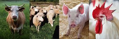 livestock