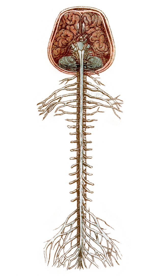 spinal cord