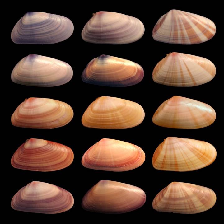 variation