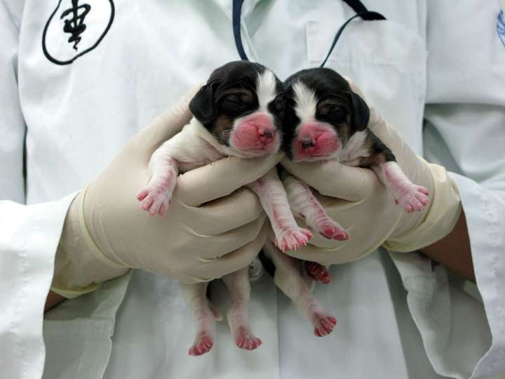 cloning