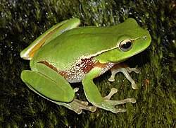 amphibian