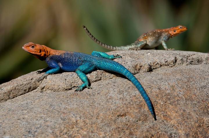 lizard