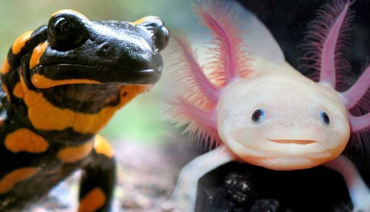 salamander