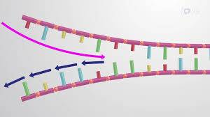synthesized replication
