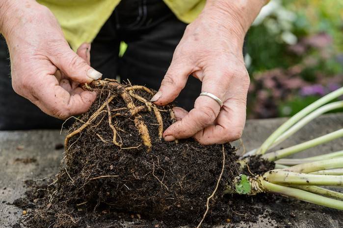 take root