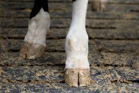 chronic lameness