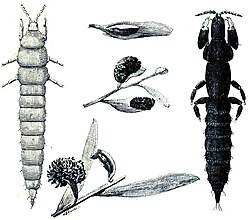 eusociality