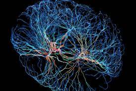 Neural pathway