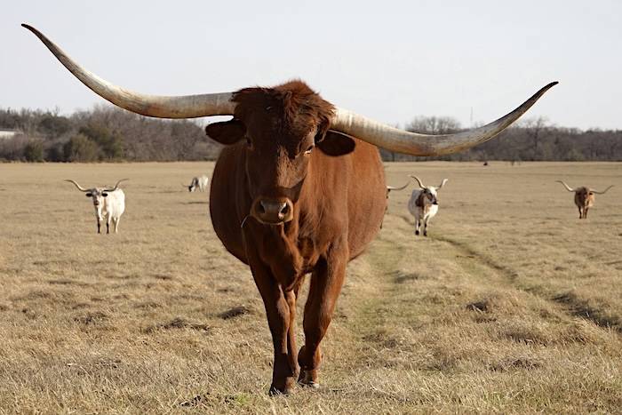 longhorn cattle