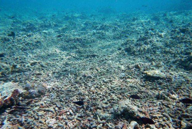 coral reef degradation