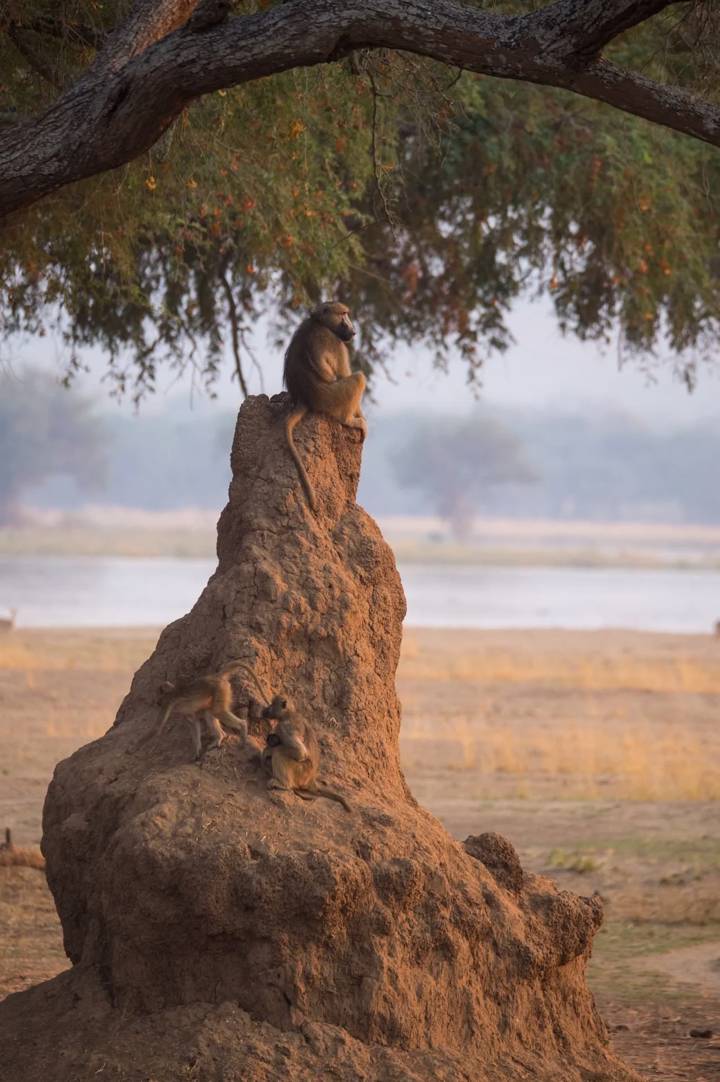 termite mound