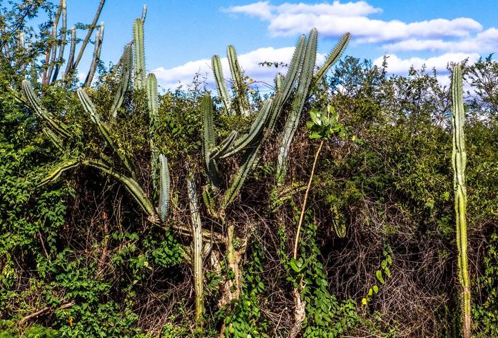 thorny scrubland