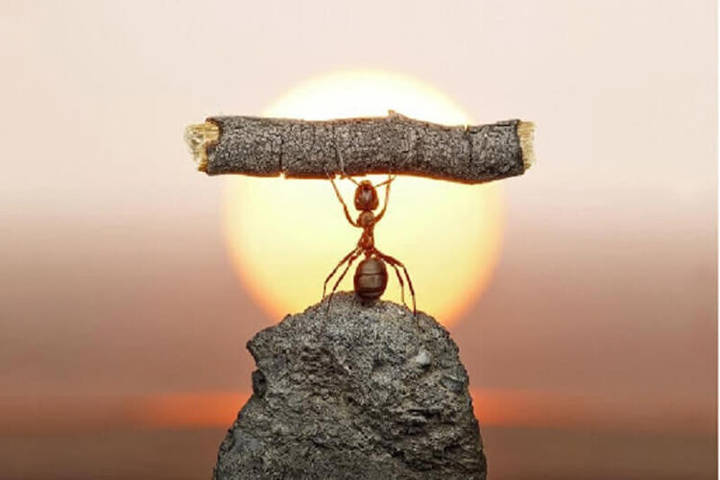 strive to do sth