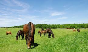 Pasture