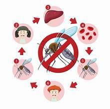 malaria