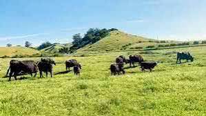 graze
