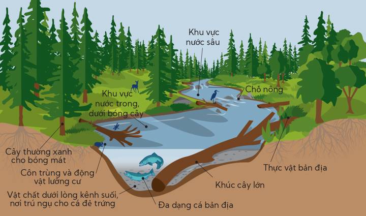 catchment