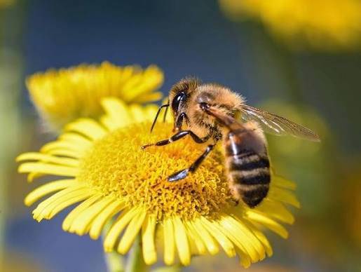 pollinator