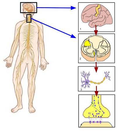 somatic