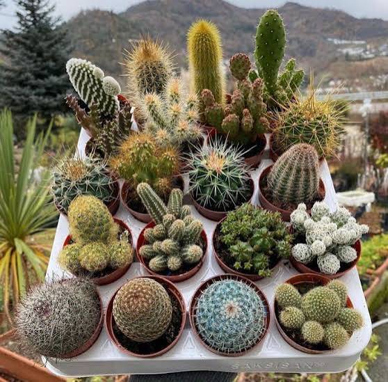 cactus